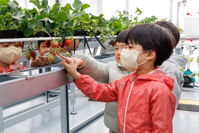 어린이들이 ‘마포 스마트팜 체험관’에서 자라는 딸기를 관찰하고 있다.jpg